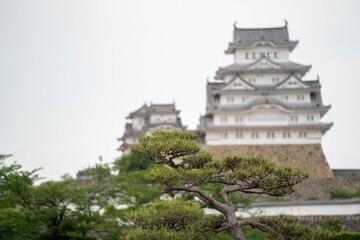 Fototapeta na wymiar 調和する、緑の松と姫路城の天守閣