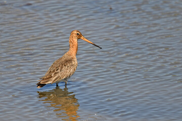  Black-tailed Godwit // Uferschnepfe (Limosa limosa)