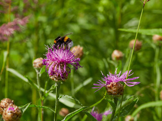 Honey bee on blue aster