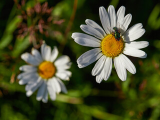 Fototapeta premium Flowering of daisies. Oxeye daisy, Leucanthemum vulgare, Daisies, Dox-eye, Common daisy, Dog daisy, Moon daisy. Gardening concept