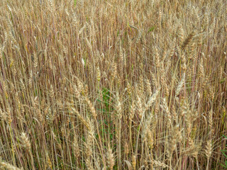Golden ripe ears of wheat in field during summer, warm day