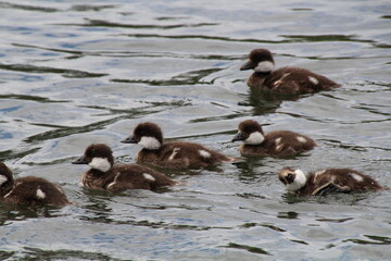 duck and ducklings, William Hawrelak Park, Edmonton, Alberta