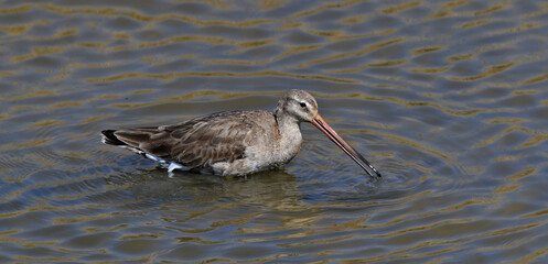 Uferschnepfe // Black-tailed Godwit (Limosa limosa)