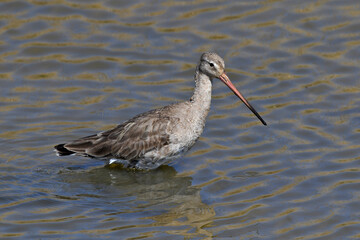  Black-tailed Godwit // Uferschnepfe (Limosa limosa)