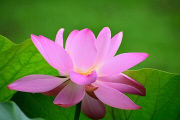 多胡碑記念館の古代蓮