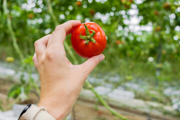 Beautiful red ripe tomato in female hand on greenery background. Tomato production and transportation. Growing tomatoes, Vegetable business, Greenhouse with tomatoes, Successful Farm.