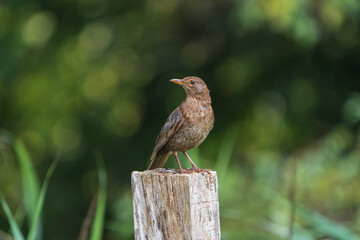 Drossel auf Holz, Hintergrund verschwommen