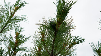 Obraz premium Bright green vegetation,grass,flowers,needles,dandelions on the alleys of the city square.