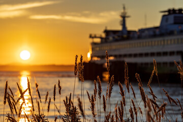 A ferry at dock during sunset, with a stand of grass in the foreground