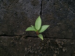 A plant that grows on the sidelines of the wall