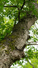 An unusual-looking bark of an old tree in a city park.