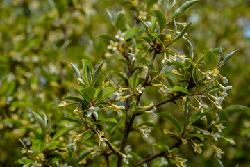 Fototapeta na wymiar Flowering cherry elaeagnus shrub (Elaeagnus multiflora)