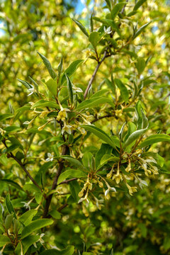 Flowering cherry elaeagnus shrub (Elaeagnus multiflora)