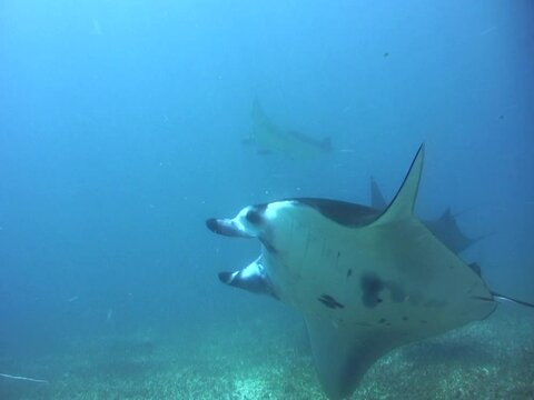 Manta ray (Manta blevirostris) swimming close by