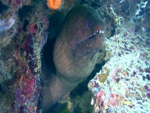 Giant moray (Gymnothorax javanicus) front