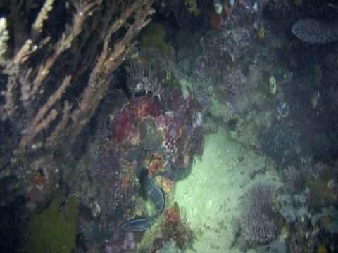 Moustache conger (Conger cinereus)
