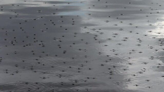 Wasserl&auml;ufer auf einem Teich