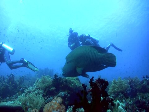 Napoleon wrasse (Cheilinus undulatus) swimming over coral reef with divers
