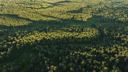 The green forest in summer. Birch Grove. Aerial view
