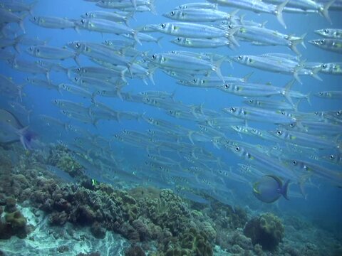 Bigeye or Blackspot barracuda (Sphyraena forsteri) in group