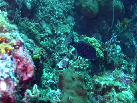 Solor, Striped or Reticulated boxfish (Ostracion solorensis), male