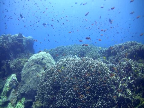 Hard coral reef with clouds of fishes