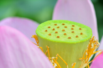 	多胡碑記念館のハスの実