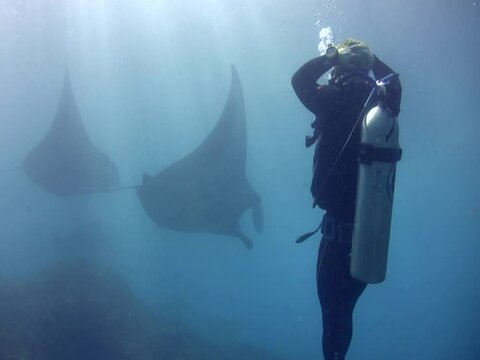 Giant manta ray (Manta birostris) swimming in front of divers