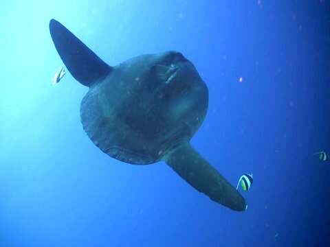 Oceanic sunfish (Mola mola) from below