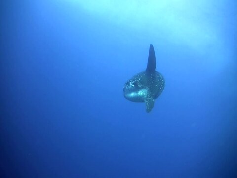 Oceanic sunfish (Mola mola) from below