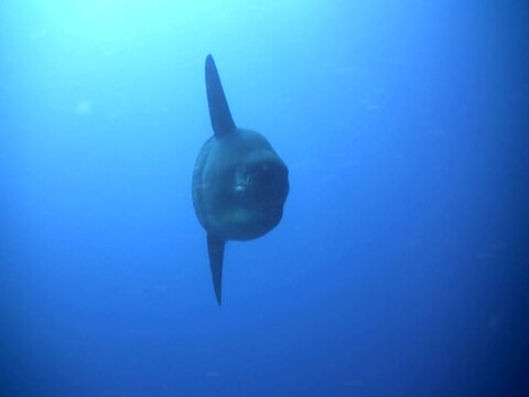 Oceanic sunfish (Mola mola) swimming towards camera