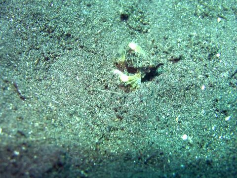 Common seamoth (Eurypegasus draconis)