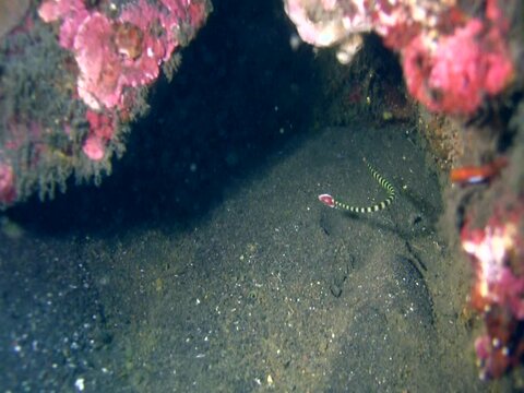Ringed or banded pipefish (Doryrhamphus dactyliophorus) and coral grouper