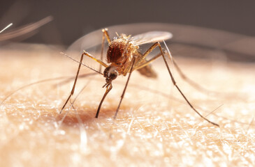 A mosquito drinks blood on human skin. - obrazy, fototapety, plakaty