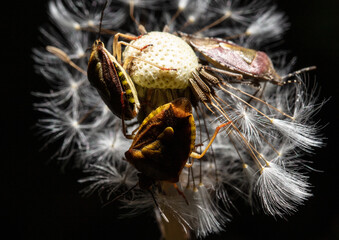 Bedbugs on a dandelion in nature.