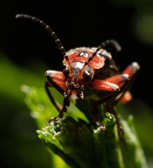 Beetle on a green leaf in nature.
