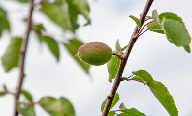 Green apricot fruits on a tree