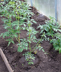 Tomato plants in a greenhouse.