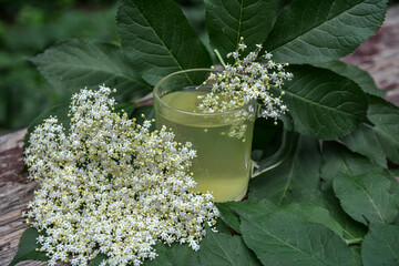 drink from elderberry flowers