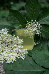 drink from elderberry flowers