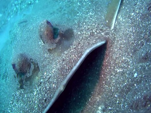 Blue-spotted stingray (Dasyatis kuhlii) digging the sand