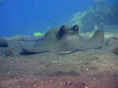 Blue-spotted stingray (Dasyatis kuhlii) digging the sand