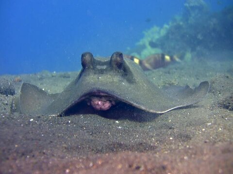 Blue-spotted stingray (Dasyatis kuhlii) digging the sand