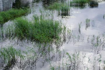 Close up green foliage, grass in grey river water duting summer time. Full frame. Pirita, Tallinn,...