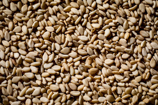 grains background, Sesame seeds, Sesame, Sesamum indicum, benne, seeds background, Pattern, texture.