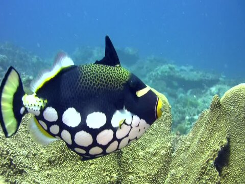 Clown triggerfish (Balistoides conspicillum)