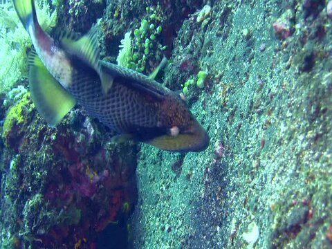 Titan triggerfish (Balistoides viridescens) eating