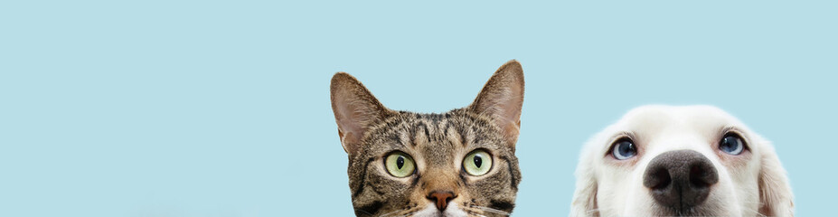 Banner head pets, cat and dog  hiding. Isolated on blue pastel background.