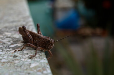 Cricket being in wood shavings.