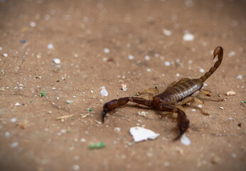 Little scorpion from Crete